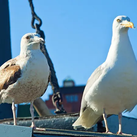 Duene * Alt Reddevitz